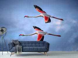 photo-wallpaper-greater-flamingos-x