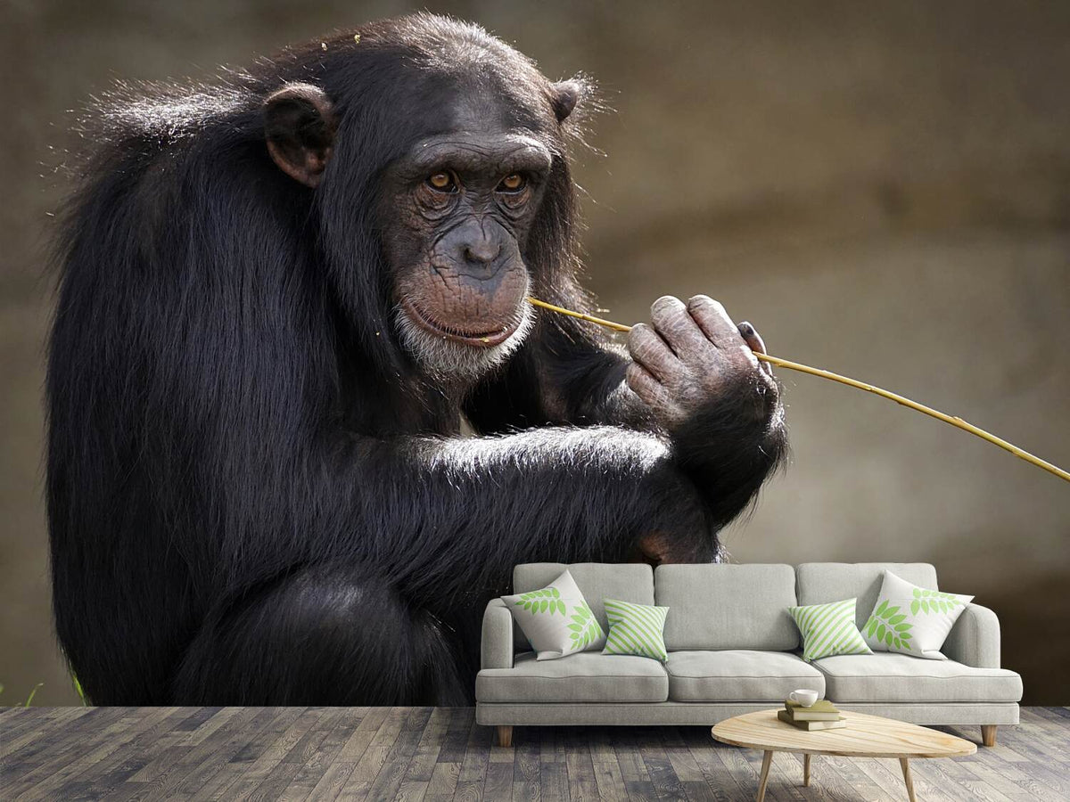 photo-wallpaper-sweet-chimpanzee