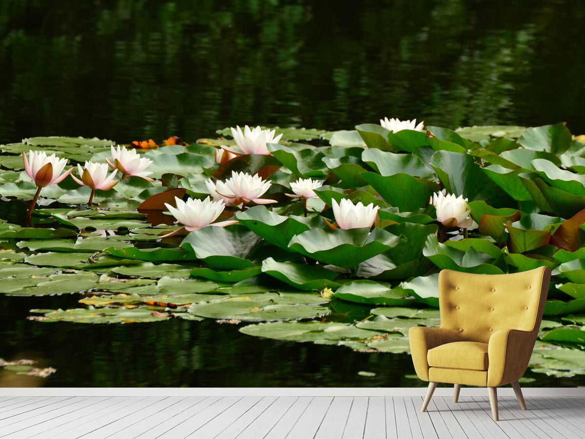 photo-wallpaper-a-field-full-of-water-lilies