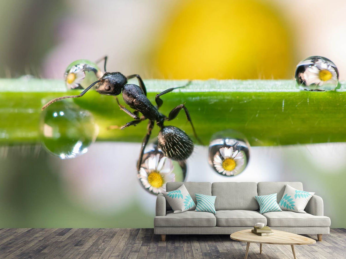 photo-wallpaper-the-ant-between-the-drops