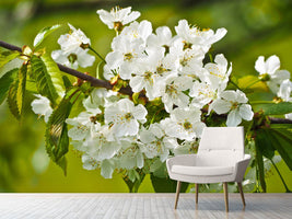 photo-wallpaper-white-flowers-in-xl