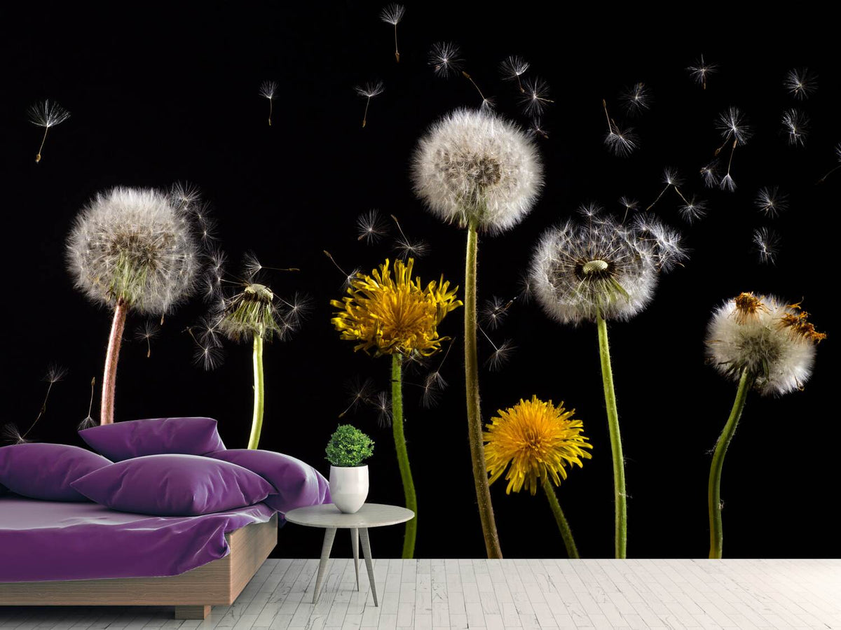 photo-wallpaper-the-phases-of-dandelion