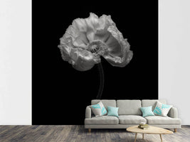 photo-wallpaper-poppy-a