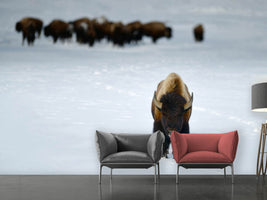 photo-wallpaper-alpha-male-bison