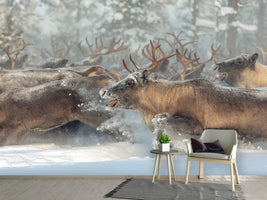 photo-wallpaper-reindeers-iii-x