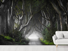 photo-wallpaper-dark-hedges