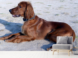 photo-wallpaper-elegant-irish-setter