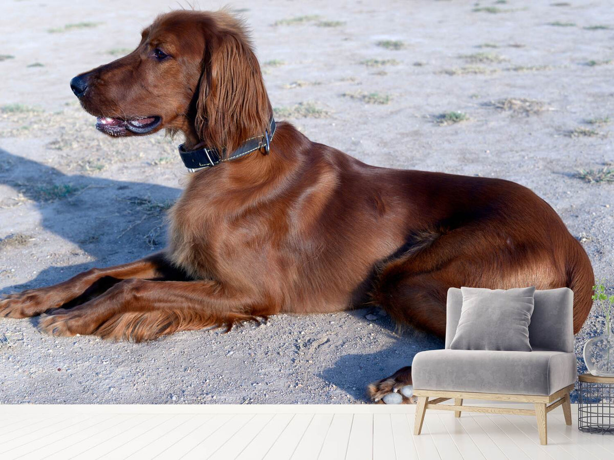 photo-wallpaper-elegant-irish-setter