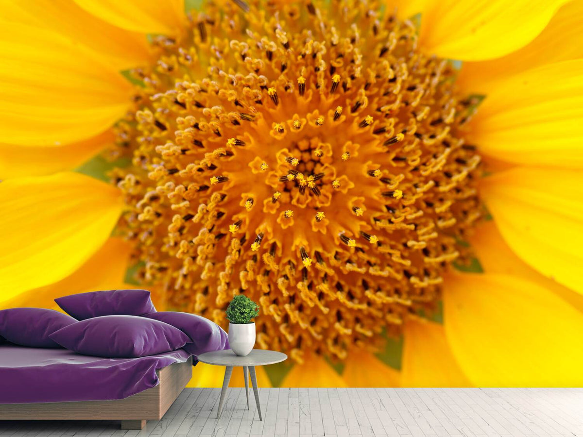 photo-wallpaper-beautiful-buds-of-the-sunflower