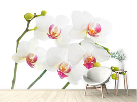 photo-wallpaper-orchids-love