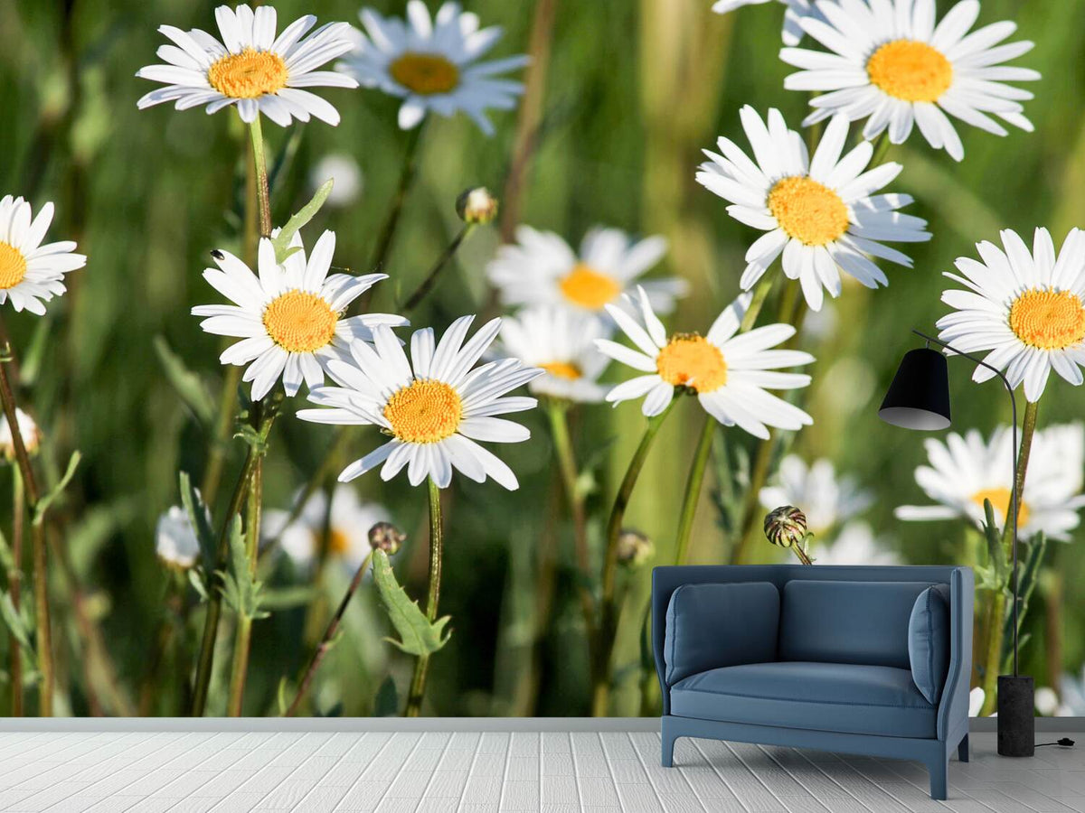 photo-wallpaper-xl-daisies