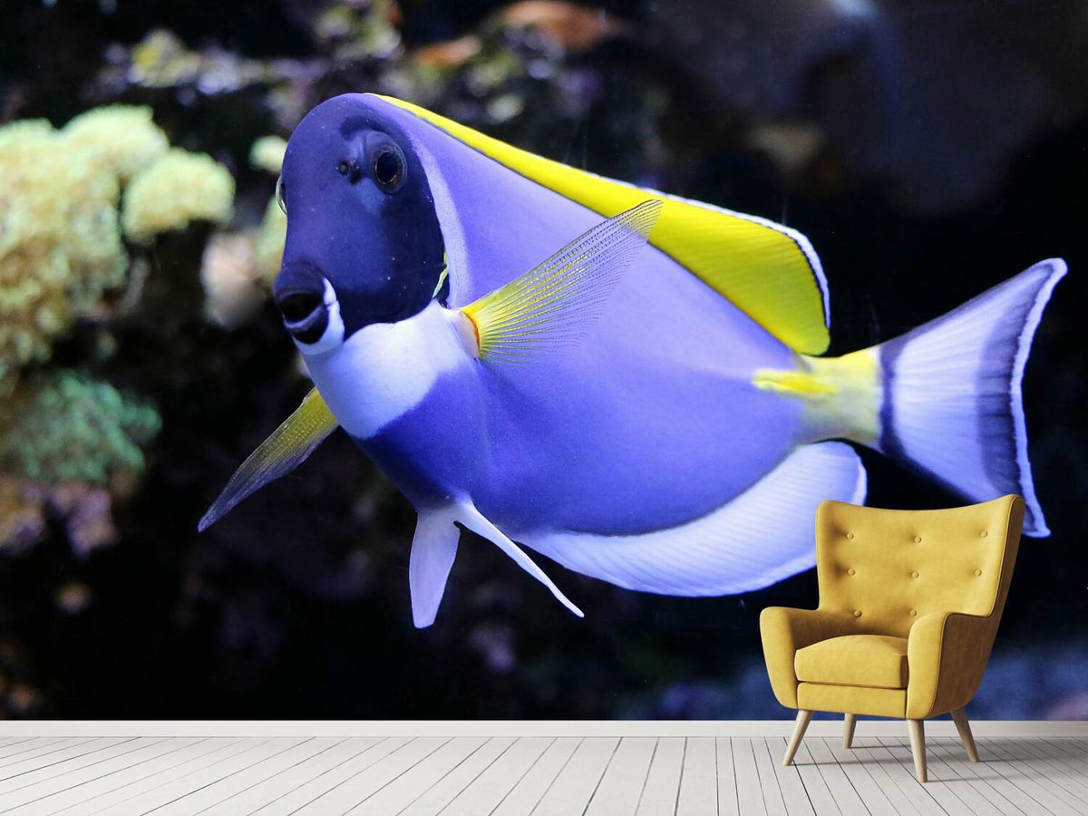 photo-wallpaper-the-weisskehl-doctorfish-fish