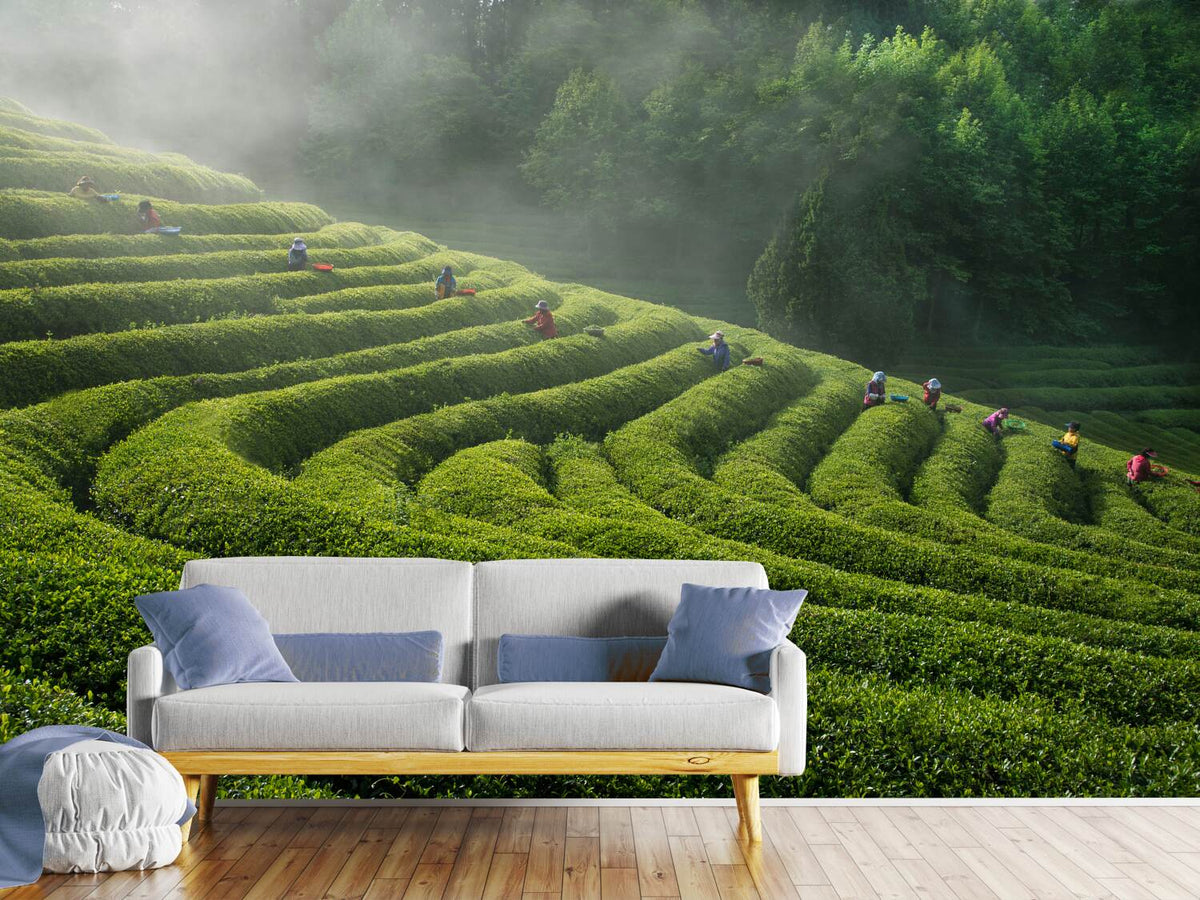 photo-wallpaper-green-tea-farm