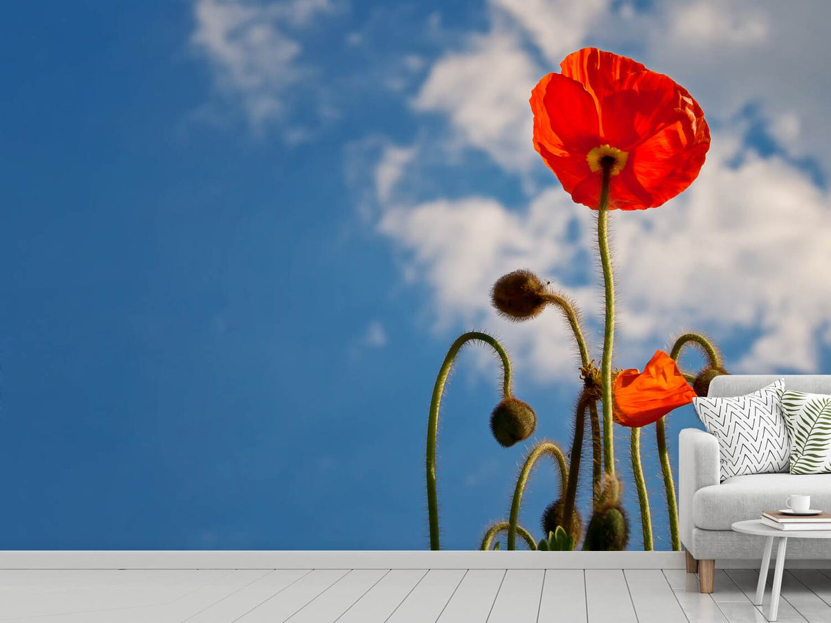 photo-wallpaper-gorgeous-poppy