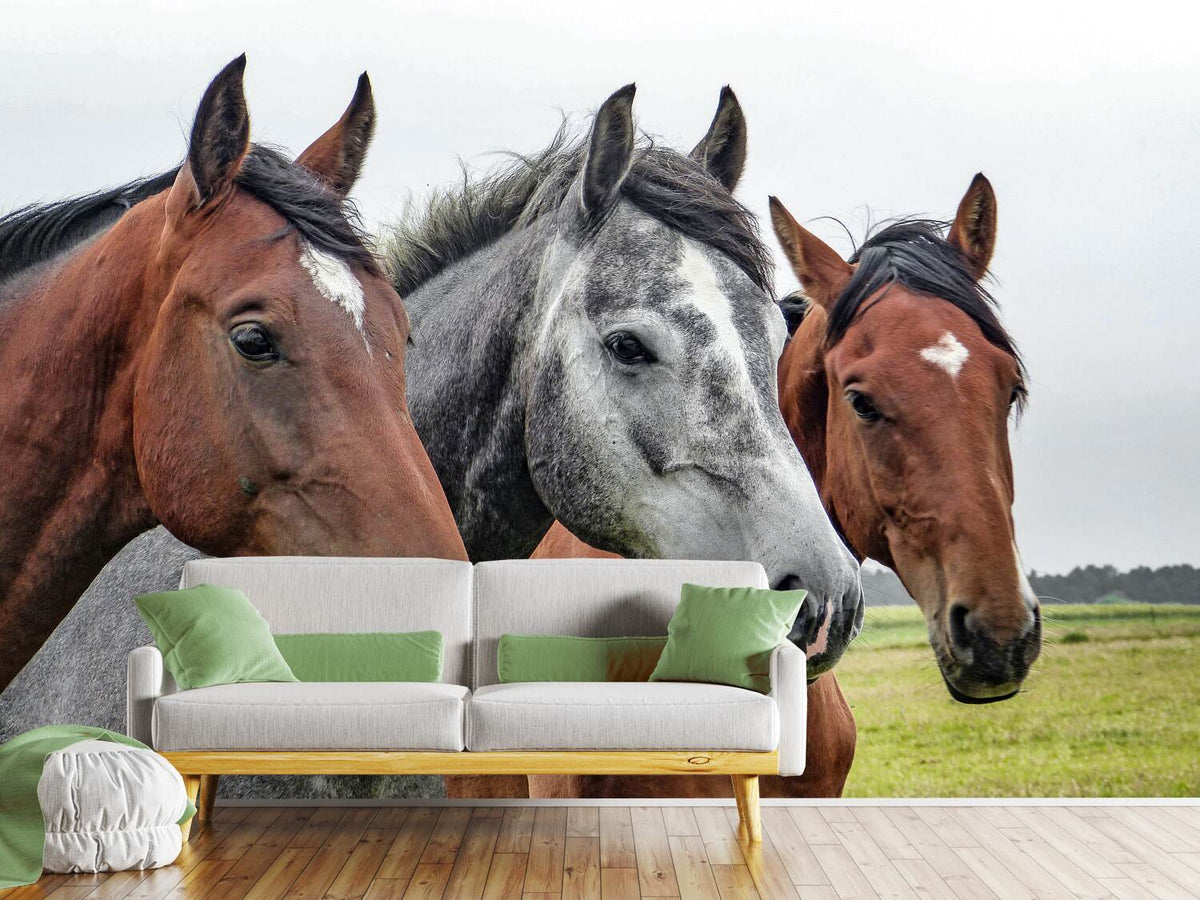 photo-wallpaper-the-horse-trio