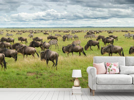 photo-wallpaper-great-migration-in-serengeti-plains-x