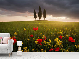 photo-wallpaper-blooming-tuscany-x