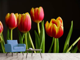 photo-wallpaper-colorful-tulips