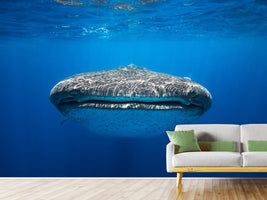 photo-wallpaper-face-to-face-with-a-whale-shark