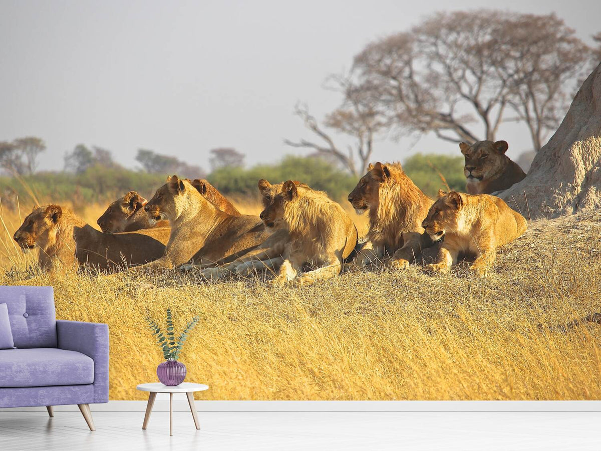 photo-wallpaper-lion-family