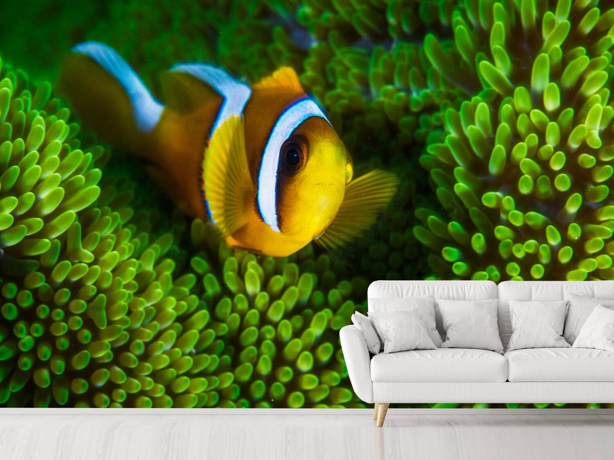 photo-wallpaper-yellow-clownfish-on-green-anemon