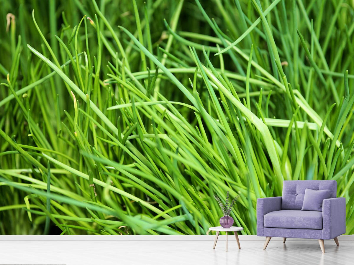 photo-wallpaper-fresh-chives-xl