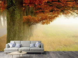 photo-wallpaper-autumn-fog-x