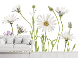 photo-wallpaper-cape-daisies-xuv