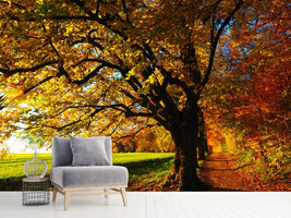 photo-wallpaper-trees-in-the-autumn