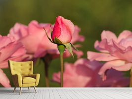 photo-wallpaper-the-rosebud