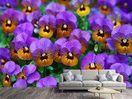 photo-wallpaper-the-pansies