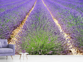 photo-wallpaper-the-lavender-field