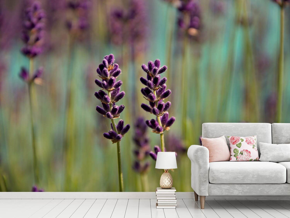 photo-wallpaper-lavender-in-xl