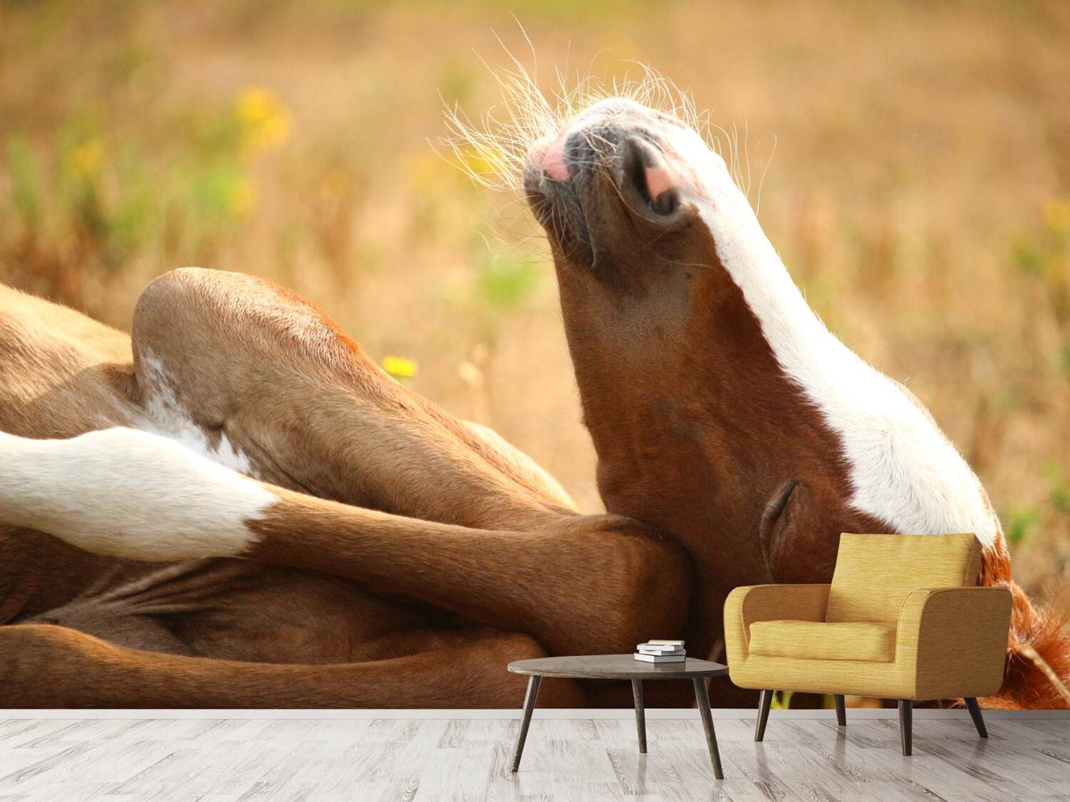 photo-wallpaper-the-sleeping-horse