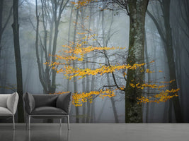 photo-wallpaper-beech-forest-in-autumn