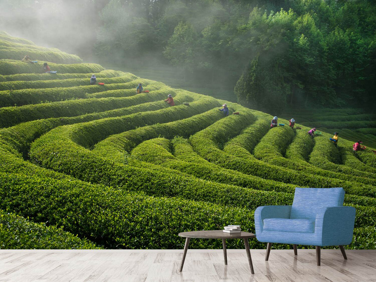 photo-wallpaper-green-tea-farm