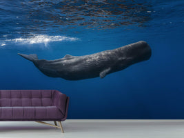 photo-wallpaper-sperm-whale