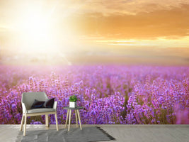 photo-wallpaper-sunset-in-lavender-field