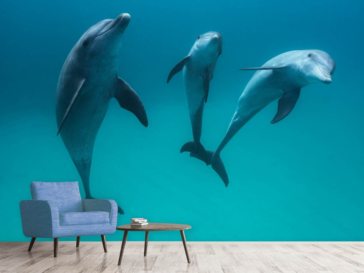 photo-wallpaper-bottlenose-dolphins-ii