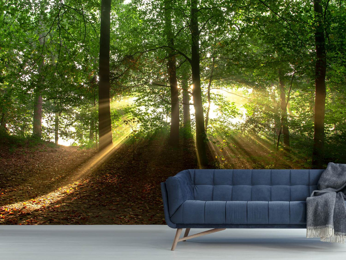 photo-wallpaper-sun-in-the-forest