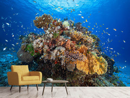 photo-wallpaper-underwater-biodiversity-x