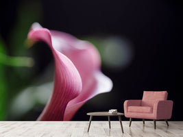 photo-wallpaper-calla-in-purple