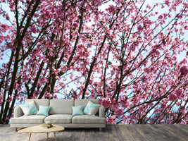 photo-wallpaper-japanese-cherry-blossom