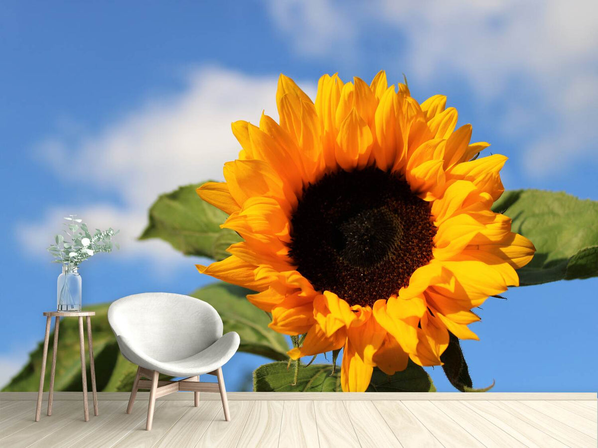 photo-wallpaper-sunflower-in-bloom