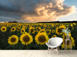 photo-wallpaper-sunflowers-in-sweden