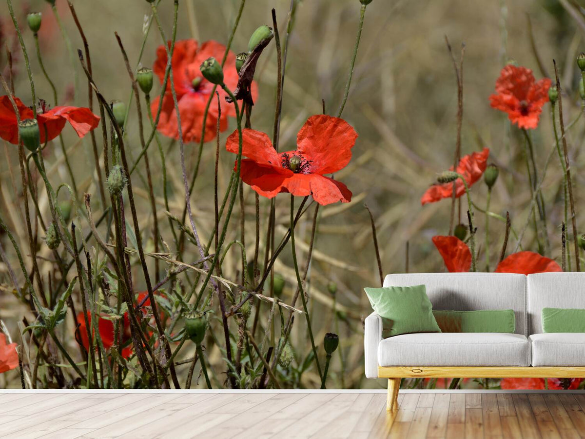 photo-wallpaper-the-poppy-in-nature