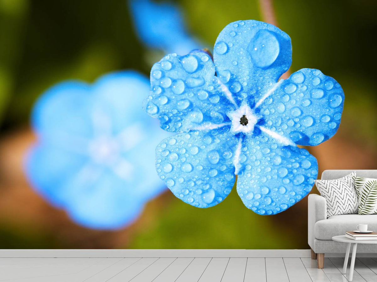 photo-wallpaper-blue-flower-with-morning-dew