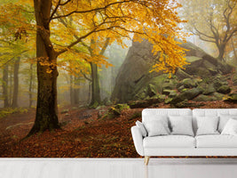 photo-wallpaper-autumn-forest-x