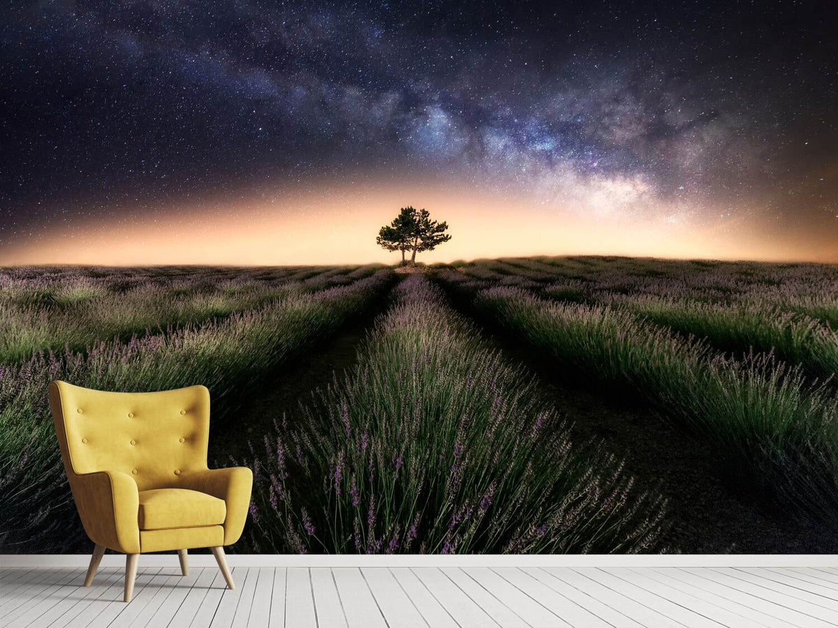 photo-wallpaper-lavender-way