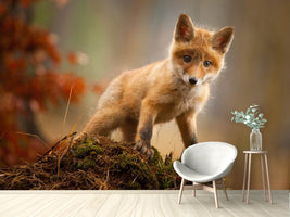 photo-wallpaper-fox